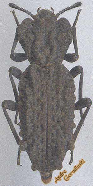 http://www.gorodinski.ru/oth_col/Zopheridae Phellopsis sp..jpg